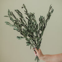 TIGES D'OLIVIER ITALIENNES