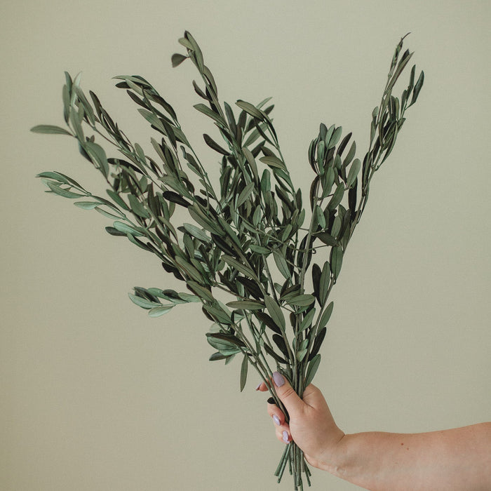 TIGES D'OLIVIER ITALIENNES