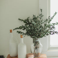 EUCALYPTUS ITALIEN COURT (PARVIFOLIA)