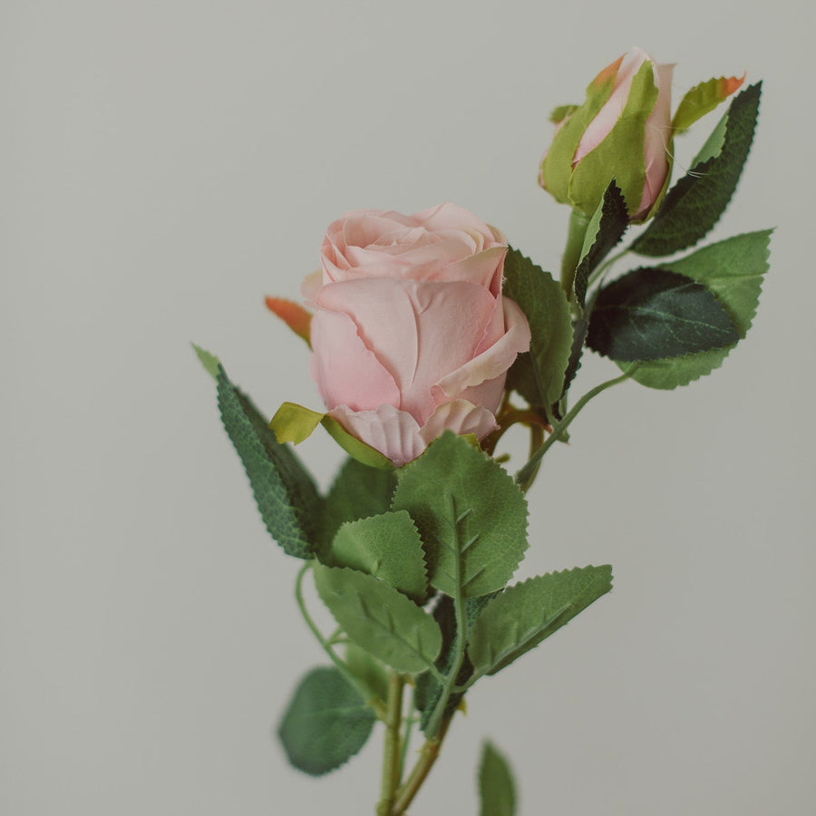 CLASSIC ROSE