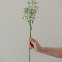 GYPSOPHILE PRÉSERVÉ