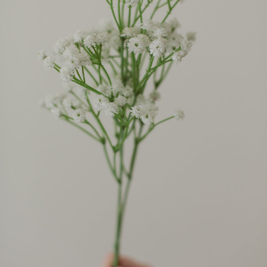 PRESERVED BABY'S BREATH