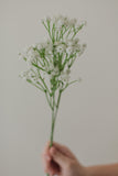 GYPSOPHILE PRÉSERVÉ