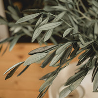 TIGES D'OLIVIER ITALIENNES