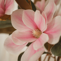 MAGNOLIA