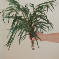 BOUQUET DE SAULE EUCALYPTUS PRÉSERVÉ