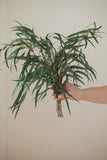 BOUQUET DE SAULE EUCALYPTUS PRÉSERVÉ