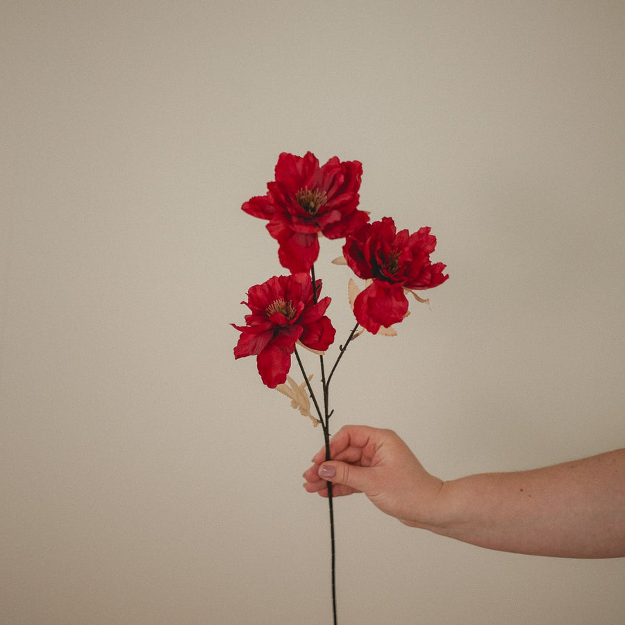 PIVOINE SAUVAGE