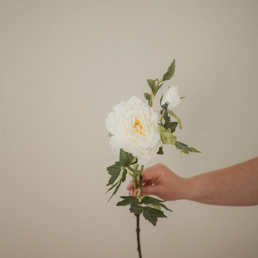 PIVOINE DE MONTAGNE