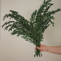 BOUQUET D'EUCALYPTUS PRÉSERVÉ