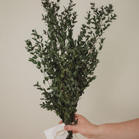 EUCALYPTUS ITALIEN COURT (PARVIFOLIA)