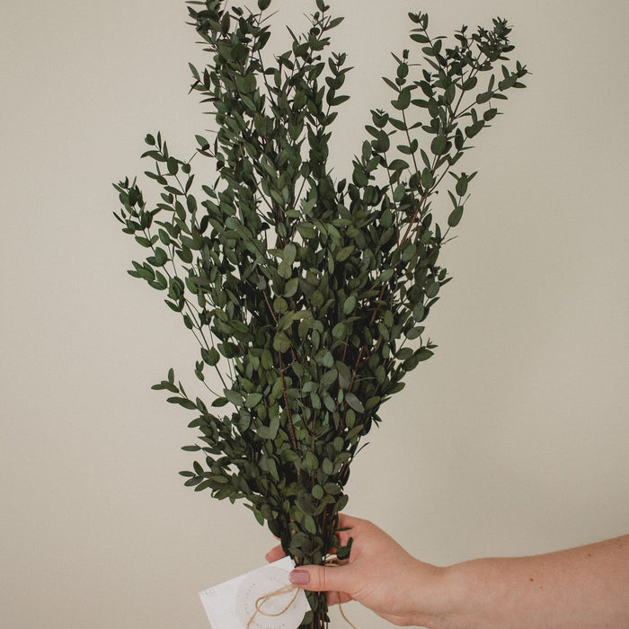 EUCALYPTUS ITALIEN COURT (PARVIFOLIA)