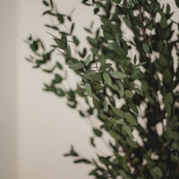 EUCALYPTUS ITALIEN COURT (PARVIFOLIA)