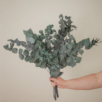 EUCALYPTUS CINERA ITALIENNE