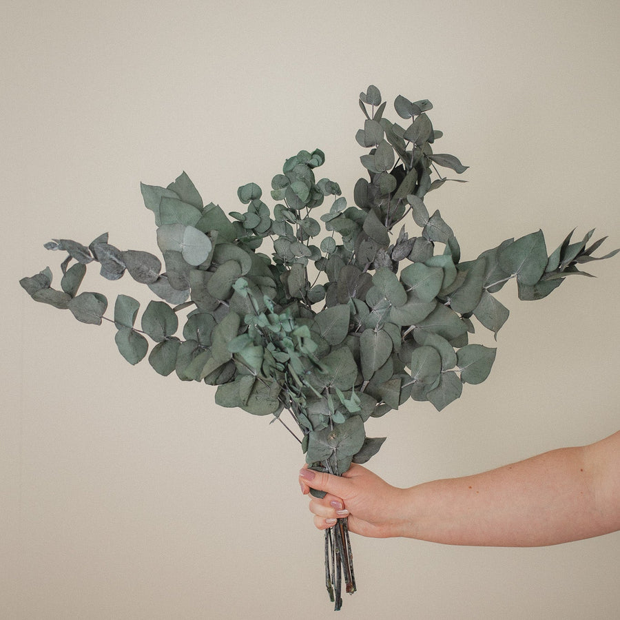 EUCALYPTUS CINERA ITALIENNE