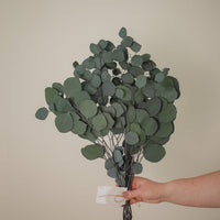 EUCALYPTUS - SILVER DOLLAR