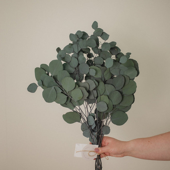 EUCALYPTUS - SILVER DOLLAR