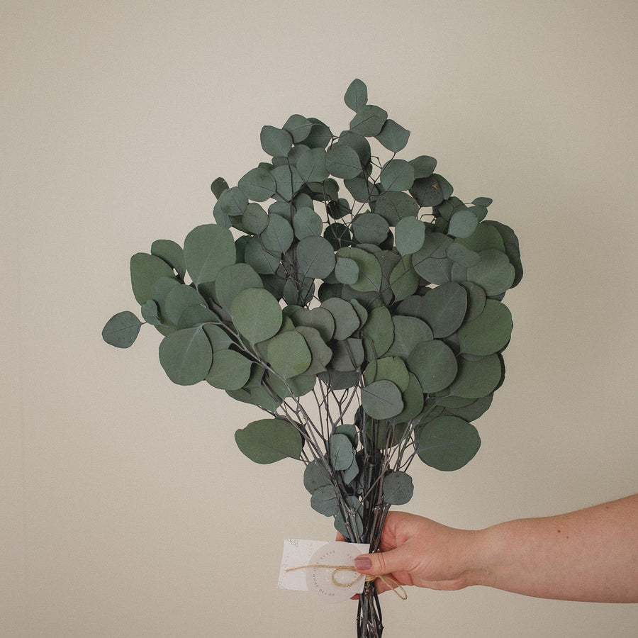 EUCALYPTUS - SILVER DOLLAR