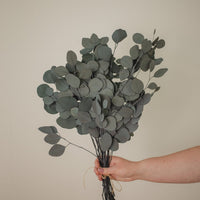 EUCALYPTUS - SILVER DOLLAR