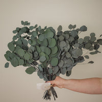 EUCALYPTUS - SILVER DOLLAR