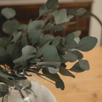 EUCALYPTUS - SILVER DOLLAR