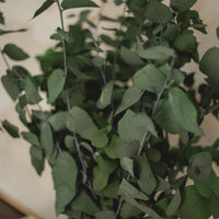 EUCALYPTUS STUARTIANA