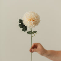 CHRYSANTHEMUM