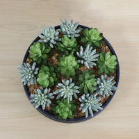 SUPERB ARTIFICIAL SUCCULENT ARRANGEMENT IN DECORATIVE BLACK INDOOR POT