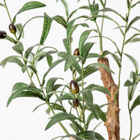 OLEA EUROPAEA – ARBEQUINA