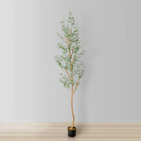 OLEA EUROPAEA – ARBEQUINA