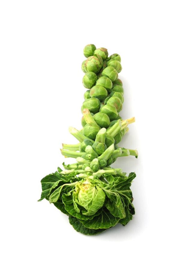 CHOU DE BRUXELLES