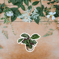 AUTOCOLLANT - PLANTE D'INTÉRIEUR