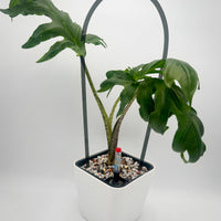 POT AUTO-ARROSANT DE 6 POUCES