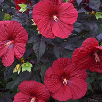 HIBISCUS SUMMERIFIC HOLY GRAIL