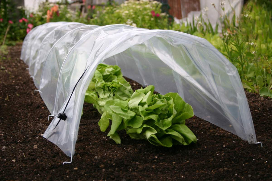 POLYTHENE TUNNEL