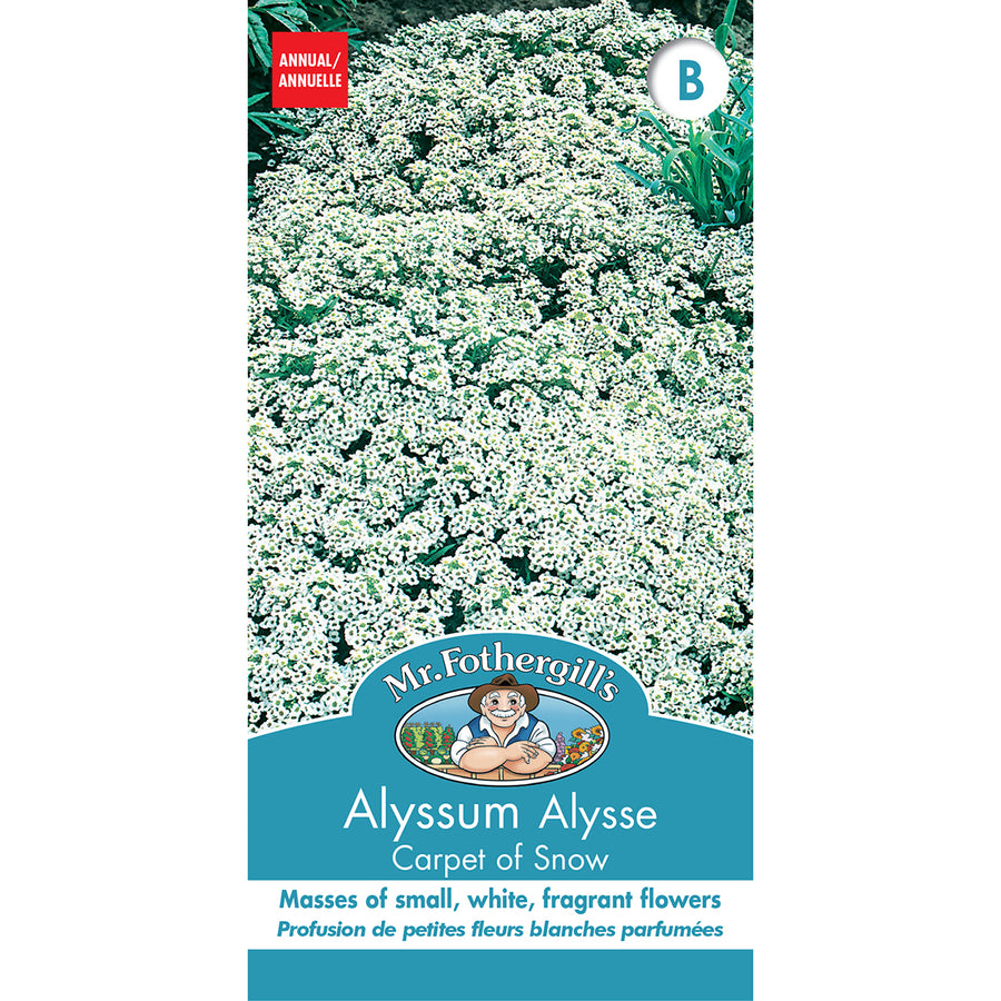 SEMENCES DE FLEURS: ALYSSE - CARPET OF SNOW