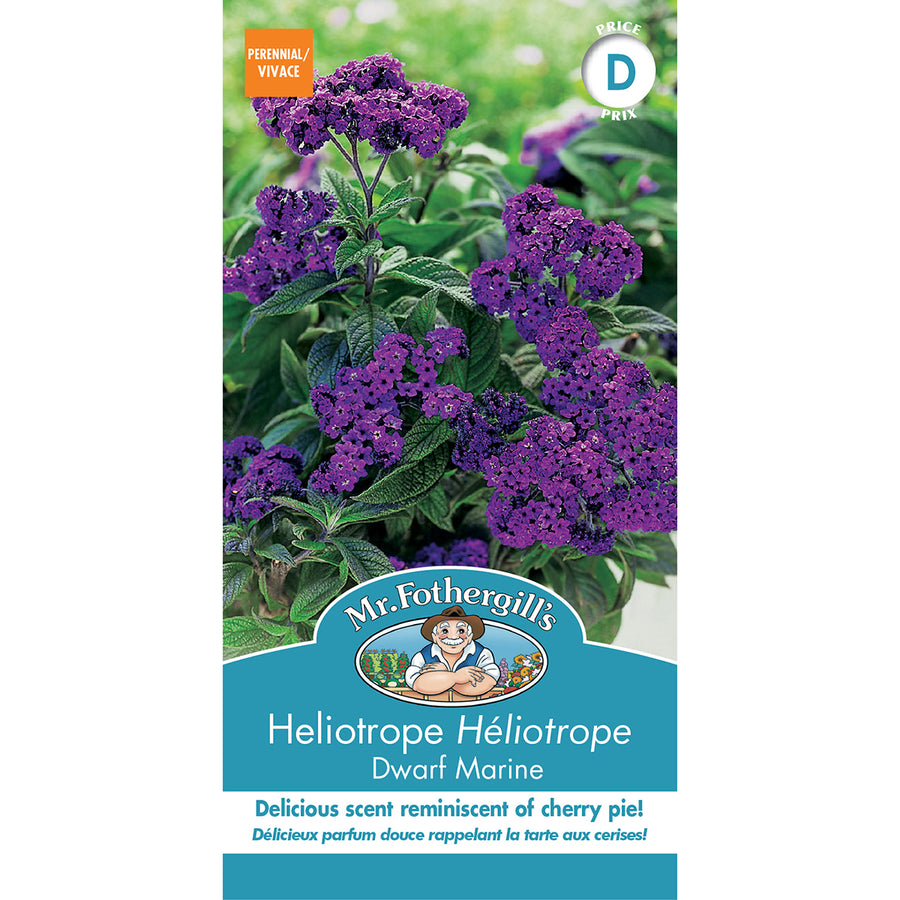 SEMENCES DE FLEURS: HELIOTROPE - DWARF MARINE