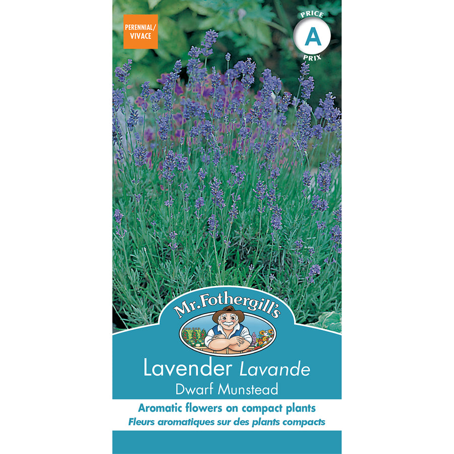 SEMENCES DE FLEURS: LAVANDE - DWARF MUNSTEAD