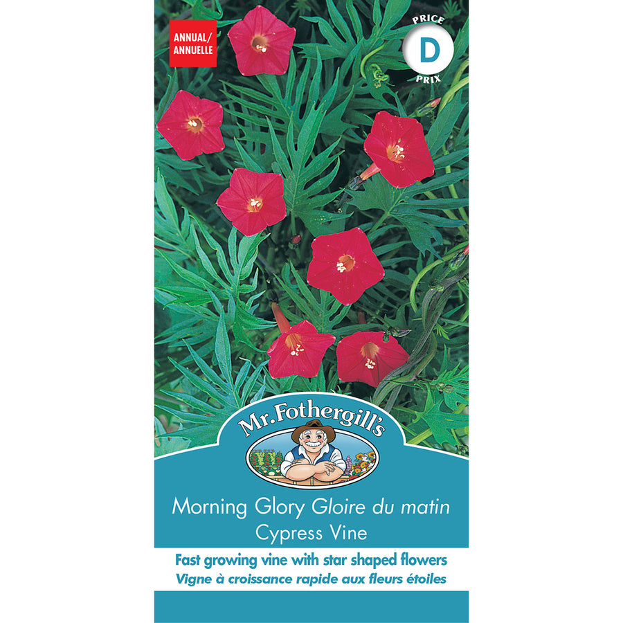 SEMENCES DE FLEURS: GLOIRE DU MATIN - CYPRESS VINE