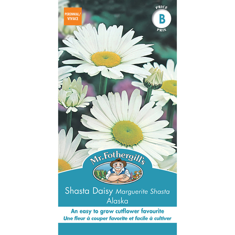 SEMENCES DE FLEURS: MARGUERITE SHASTA - ALASKA