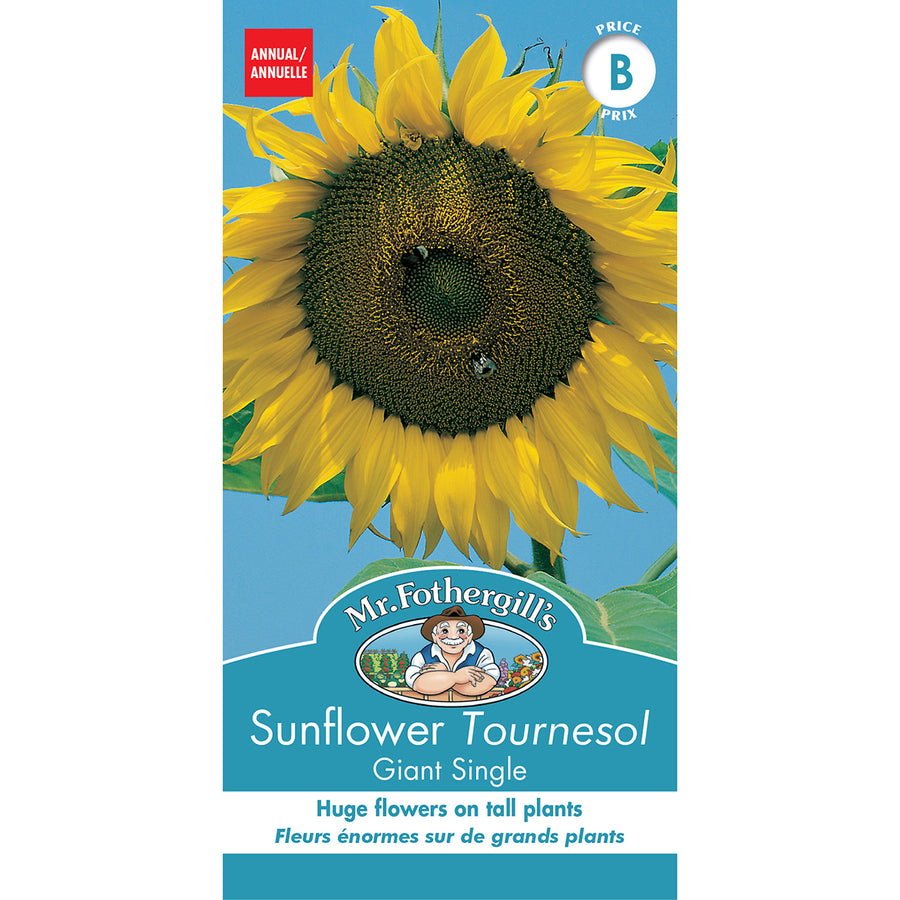 SEMENCES DE FLEURS: TOURNESOL - GIANT SINGLE