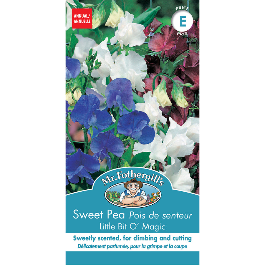 SEMENCES DE FLEURS: POIS DE SENTEUR - LITTLE BIT O' MAGIC