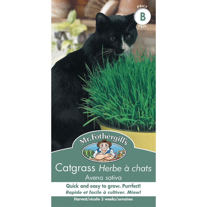 SEMENCES DE FINES HERBES: HERBE À CHATS - AVENA SATIVA