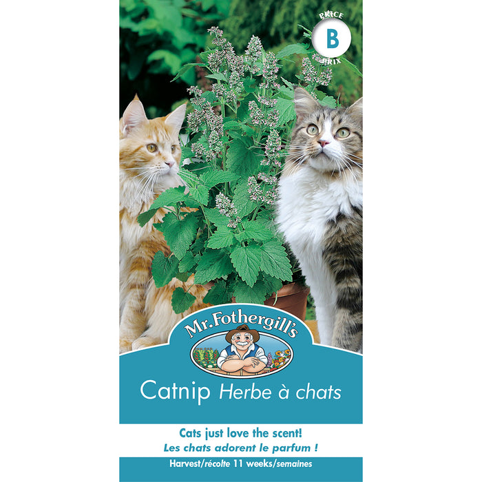 SEMENCES DE FINES HERBES: HERBE À CHATS