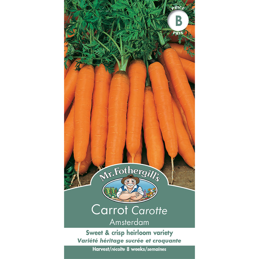 SEMENCES DE LEGUMES: CARROTTE - AMSTERDAM