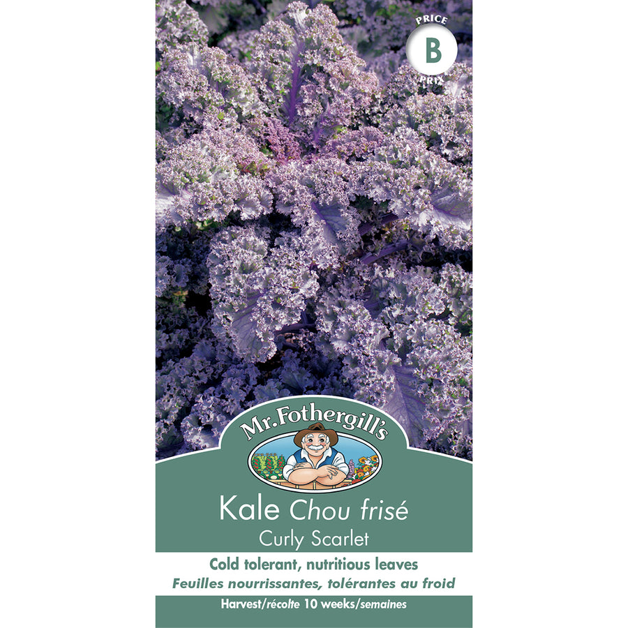 VEGETABLE SEEDS: KALE - CURLY SCARLET