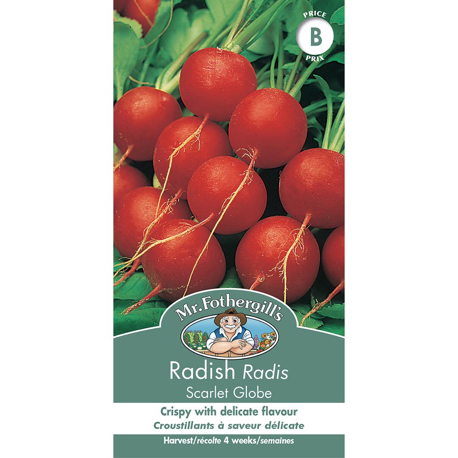 SEMENCES DE LEGUMES: RADIS - SCARLET GLOBE