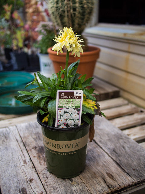 LEUCANTHEMUM X SUPERBUM - REAL CHARMER