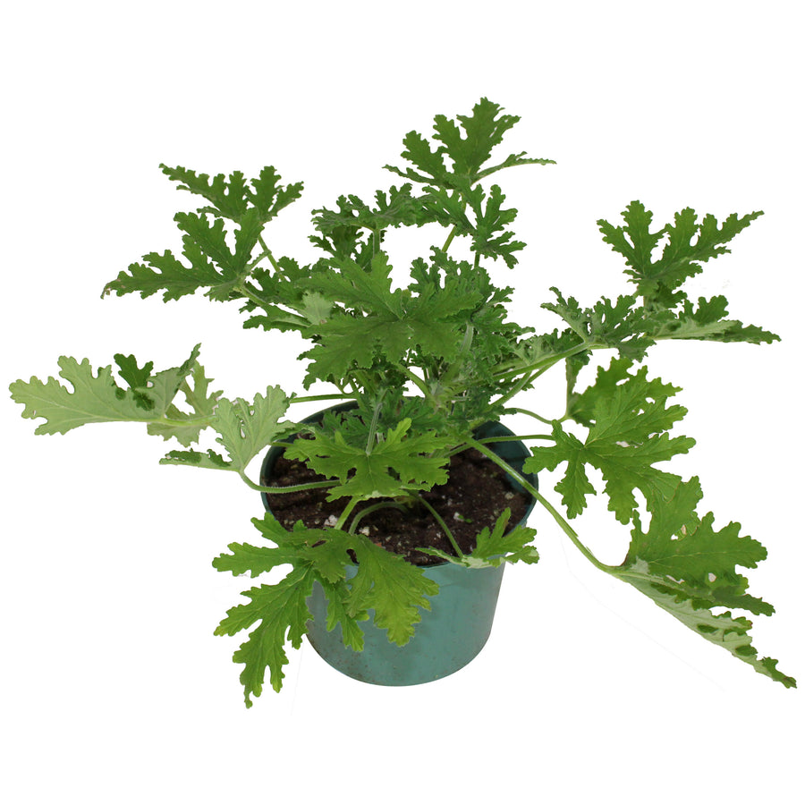 CITROSA GÉRANIUM