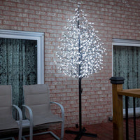 LUMIÈRES FLORALES - CERISIER EN FLEURS